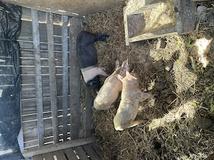 Disponibili 3 purcei spre vânzare  - imagine 4
