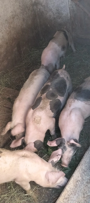 Șoldanasi de 25 kg, rasă de carne 