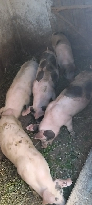 Șoldanasi de 25 kg, rasă de carne  - imagine 3