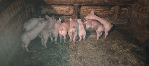 Purcei pietrean cu landrace fără par - imagine 3