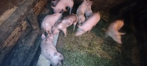 Purcei pietrean cu landrace fără par - imagine 2