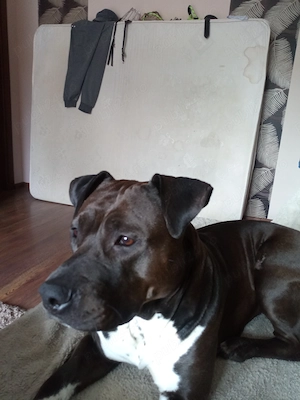 Donez canisă  rasa Amstaff in vârstă de 2 și jumătate     - imagine 2