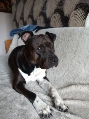Donez canisă  rasa Amstaff in vârstă de 2 și jumătate    