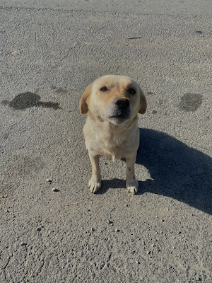  Cățelușă abandonată își caută stăpân iubitor