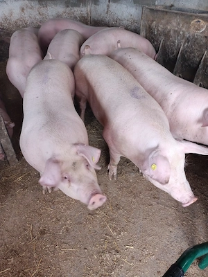 vand porci mari 