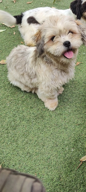 de vânzare două femele de Shih tzu  - imagine 3