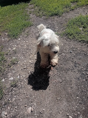 vand bichon Maltez