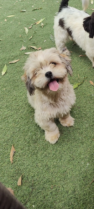 de vânzare două femele de Shih tzu  - imagine 4