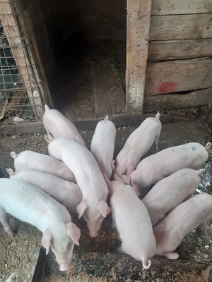 Purcei intarcati