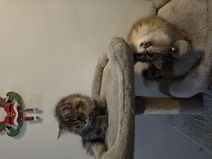 Pui british longhair - imagine 5