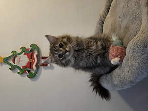 Pui british longhair - imagine 2