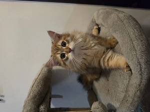 Pui british longhair - imagine 3