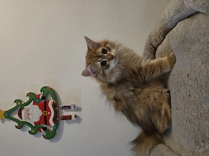 Pui british longhair - imagine 4