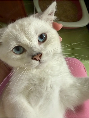 British shorthair silver 