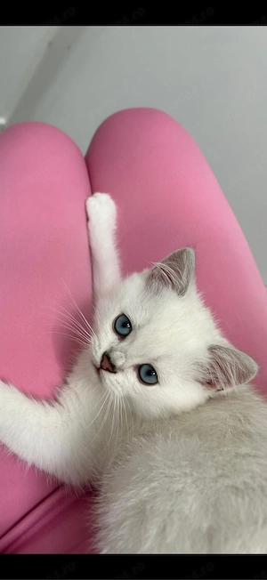 British shorthair silver 