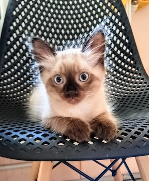Pisoi Ragdoll  - imagine 3