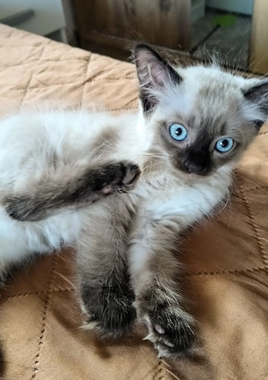 Pisoi Ragdoll  - imagine 4