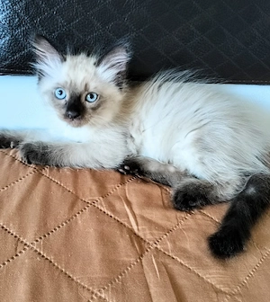 Pisoi Ragdoll  - imagine 2