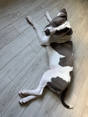 Metis American Bully spre adoptie - imagine 2