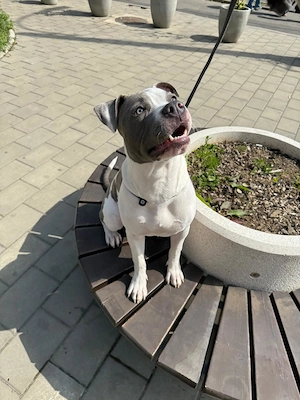 Metis American Bully spre adoptie - imagine 3