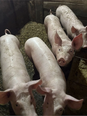Vand porci 