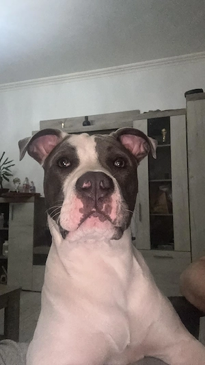 Metis American Bully spre adoptie