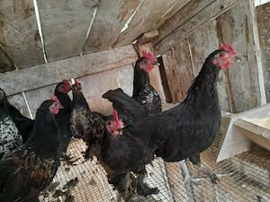 Cocoși  mii de flori 