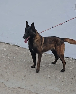 ciobanesc belgian malinois  - imagine 2