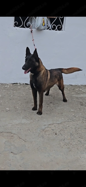 ciobanesc belgian malinois  - imagine 5