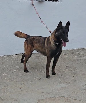 ciobanesc belgian malinois  - imagine 4