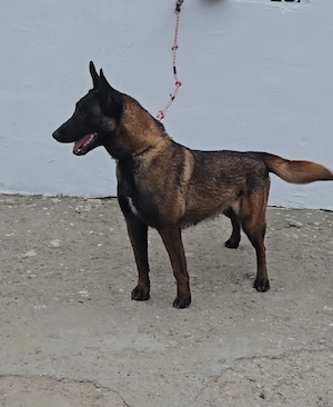 ciobanesc belgian malinois  - imagine 3