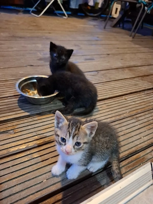 Donez pui de pisica adorabili