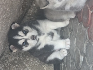 Husky Siberian - imagine 3