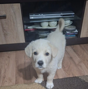 Căutăm persoane iubitoare pentru un băiețel Golden Retriever în vârstă de nouă săptămâni  - imagine 2