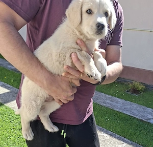 Căutăm persoane iubitoare pentru un băiețel Golden Retriever în vârstă de nouă săptămâni 