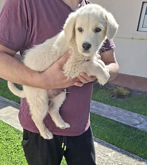 Căutăm persoane iubitoare pentru un băiețel Golden Retriever în vârstă de nouă săptămâni  - imagine 3