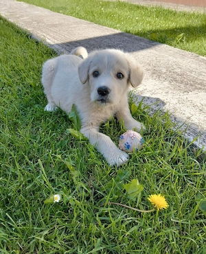Căutăm persoane iubitoare pentru un băiețel Golden Retriever în vârstă de nouă săptămâni  - imagine 5