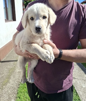 Căutăm persoane iubitoare pentru un băiețel Golden Retriever în vârstă de nouă săptămâni  - imagine 4