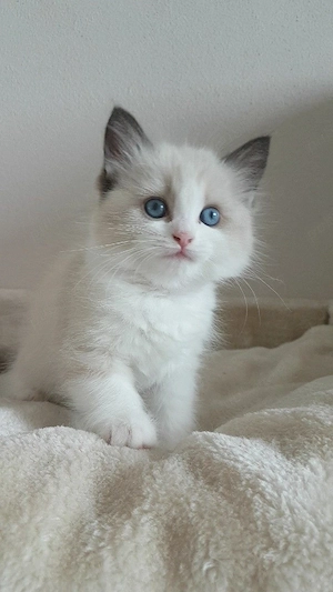 Ragdoll puiuți superbi 