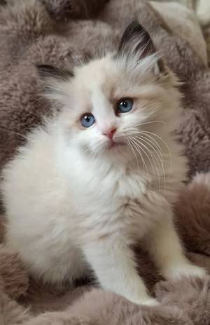 Ragdoll puiuți - imagine 3