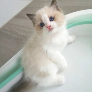 Ragdoll puiuți superbi  - imagine 4