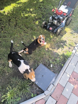 puiuți beagle tricolor 3,5 luni - imagine 5