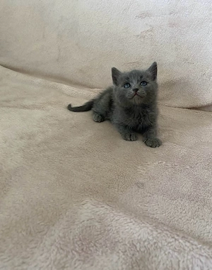 British Shorthair 