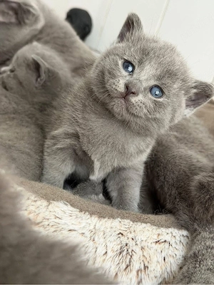 British Shorthair 