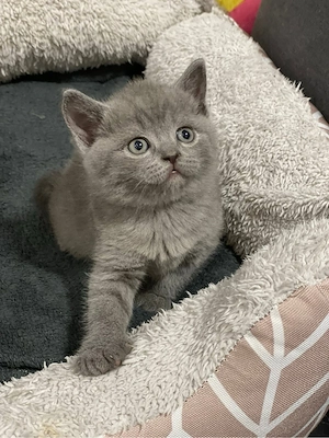 Britihs Shorthair Blue 