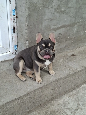 Fetita buldog francez lilac tan - imagine 2