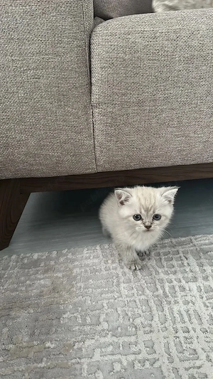 Ragdoll disponibil  - imagine 2