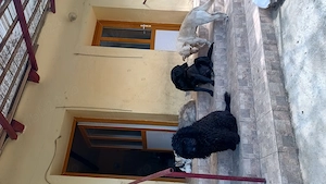 Pudel Mascul 