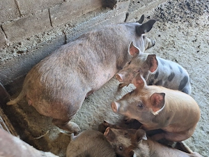 Porc de sacrificat, aprox 200 kg - imagine 3