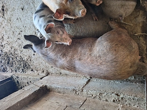 Porc de sacrificat, aprox 200 kg - imagine 2